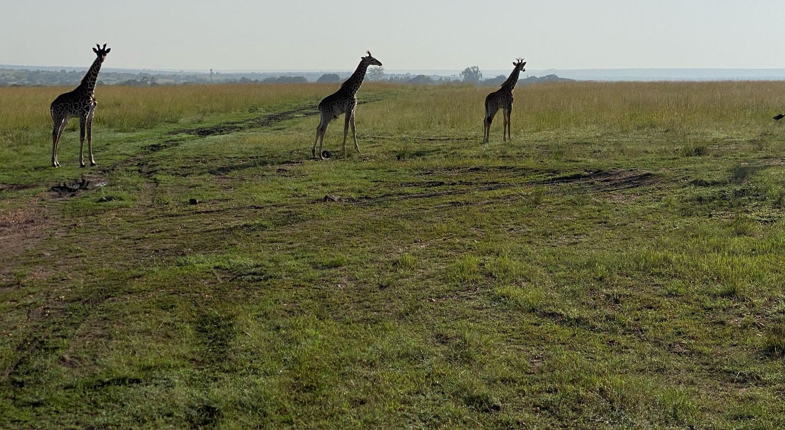 Masai Mara Safari
