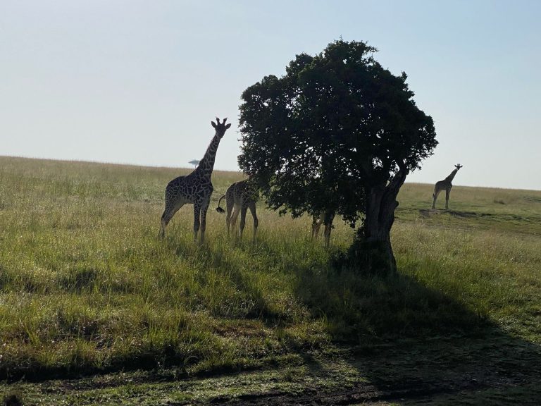 Masai Mara and Serengeti Safari 2026: The Ultimate Cross-Border Experience for American Travelers