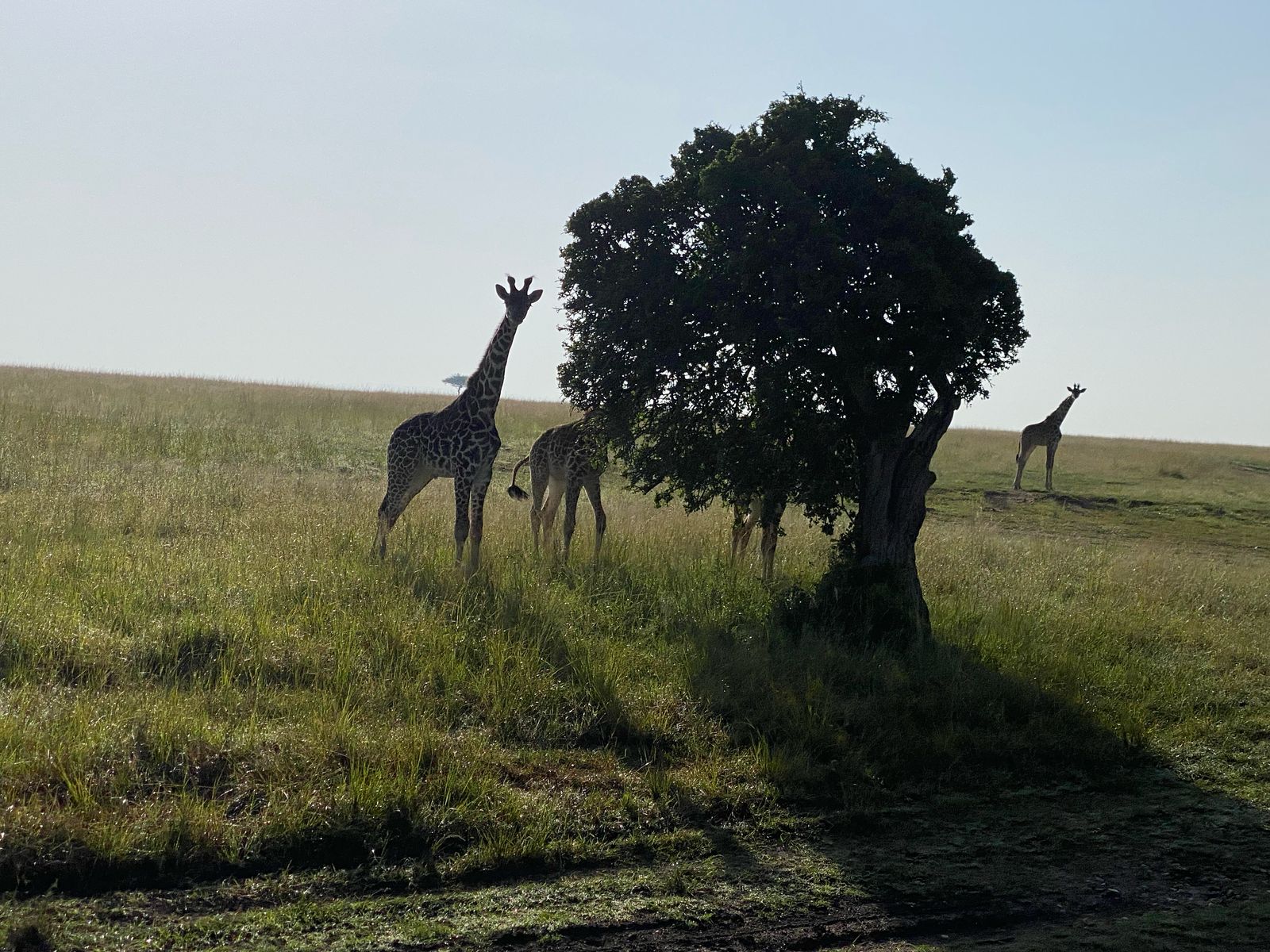 Meru and Masai Mara Safari