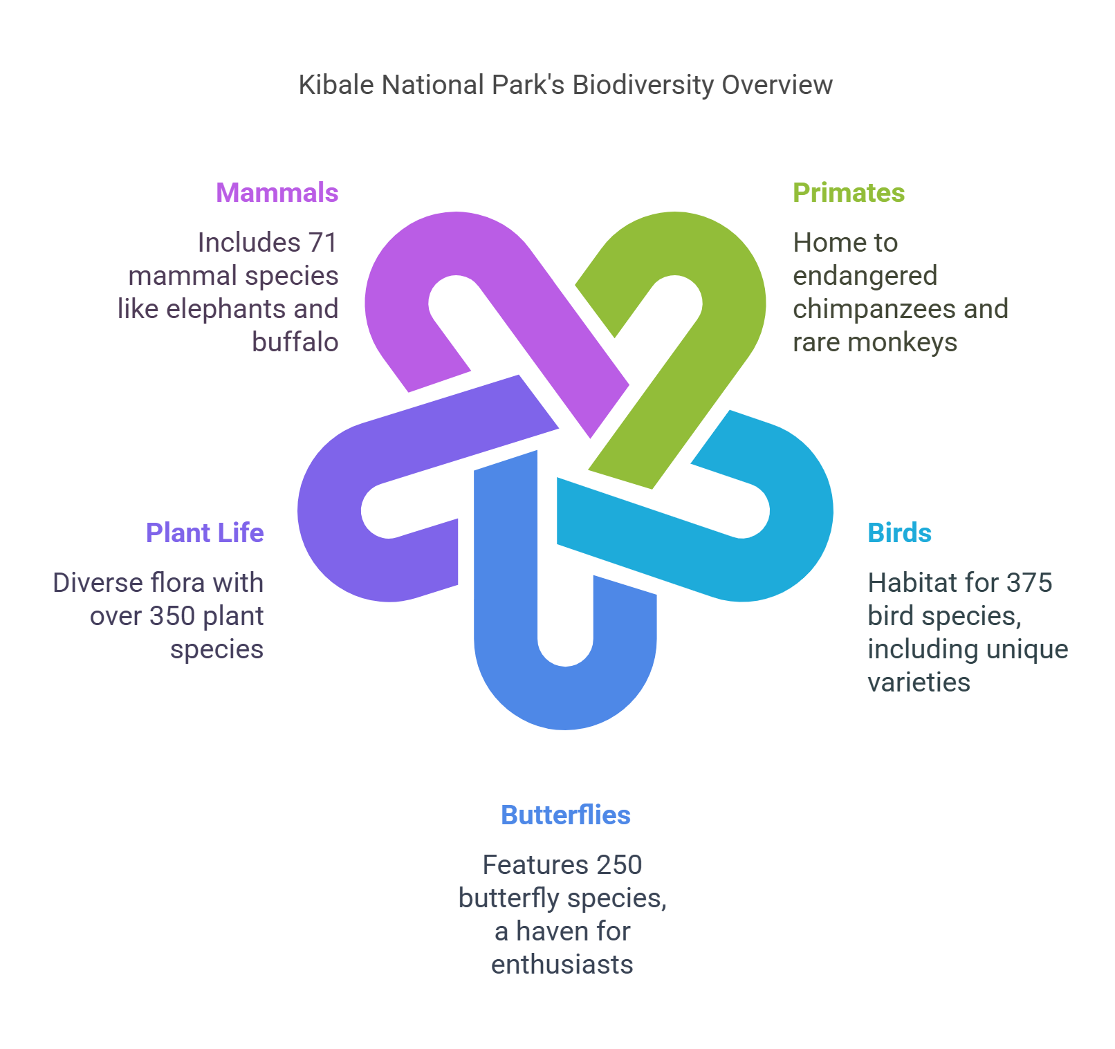 The wildlife & birdlife in Kibale National Park