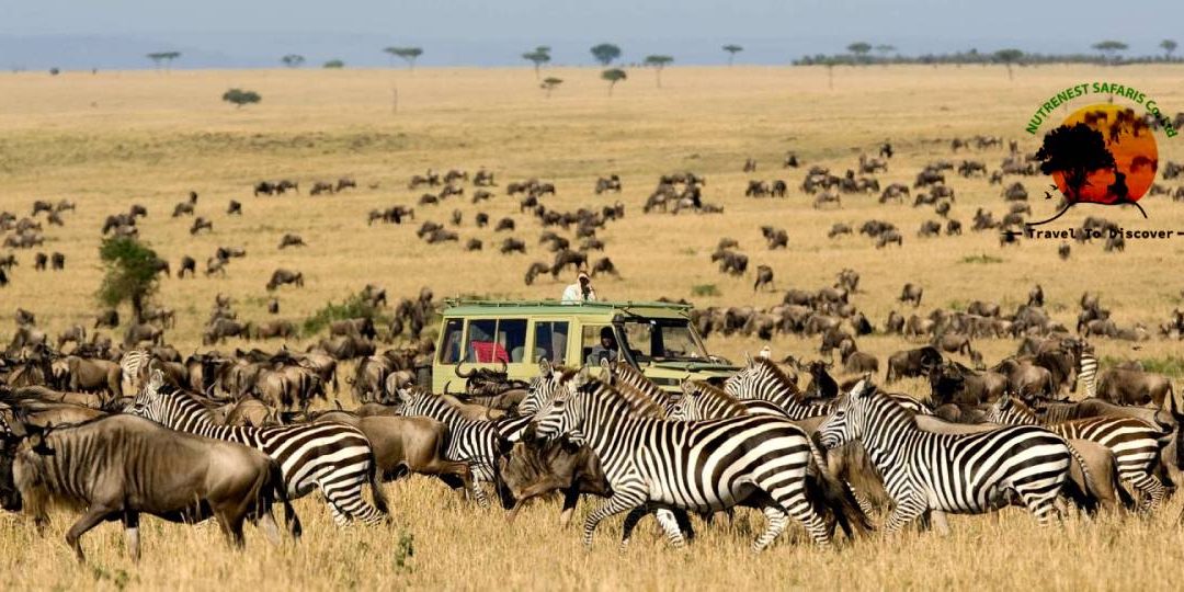 Wildebeest Migration Safari Wildebeest Migration Safari