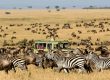 Wildebeest Migration Safari