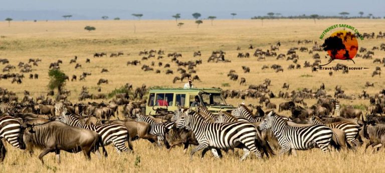 5 Fascinating Facts about Tanzania’s Wildebeest Migration Safari