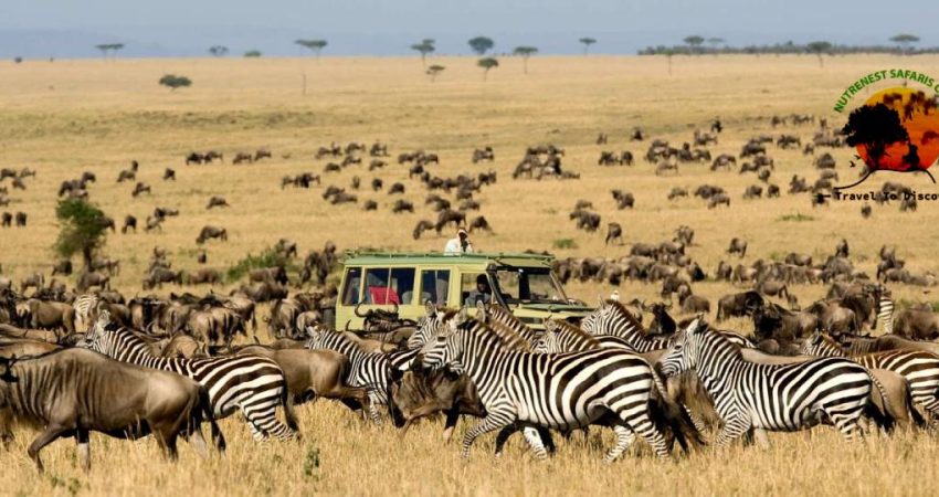 Wildebeest Migration Safari