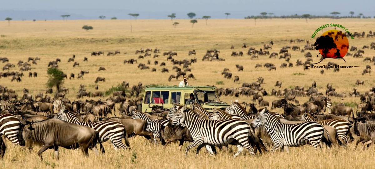 Wildebeest Migration Safari Wildebeest Migration Safari
