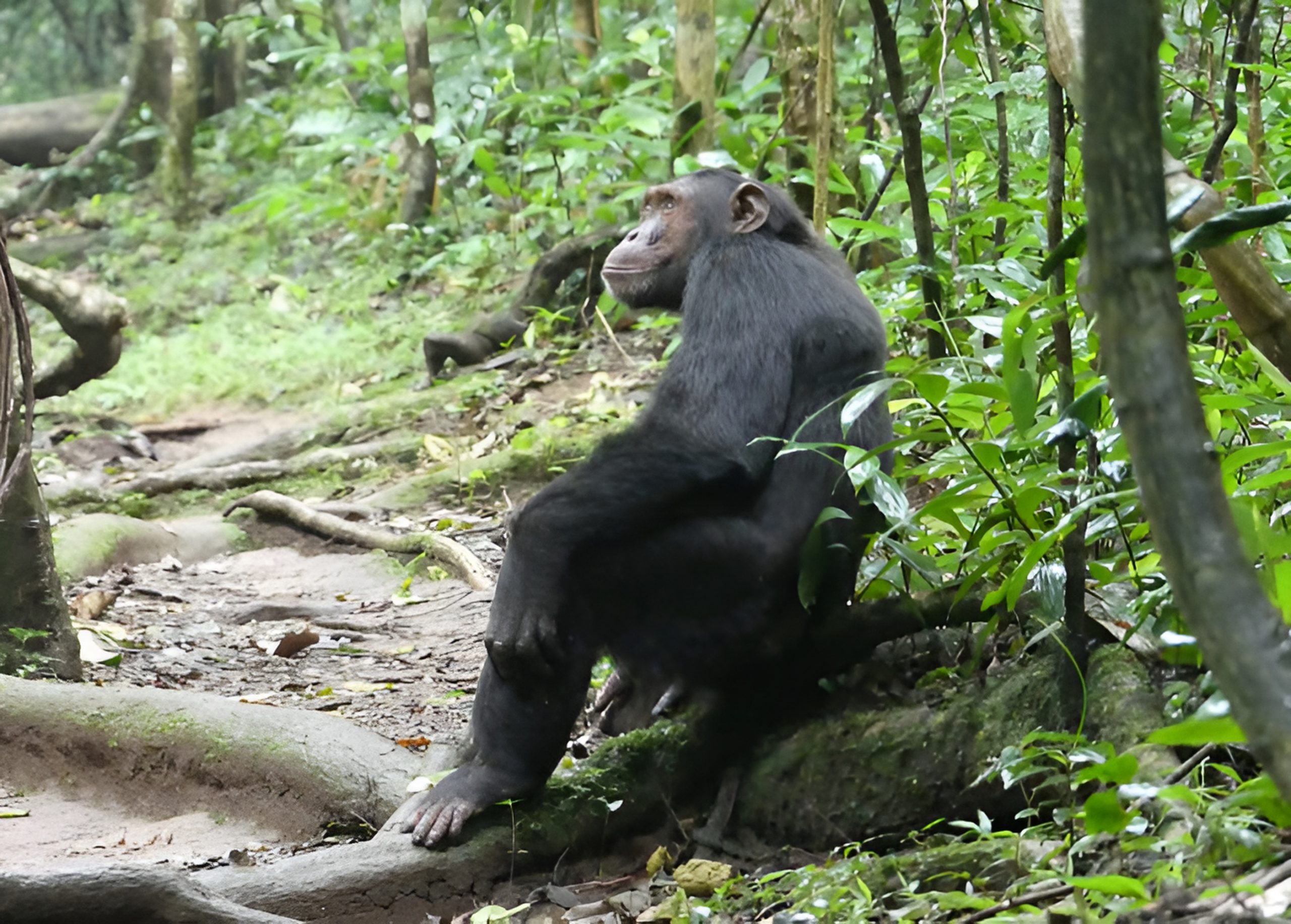 Chimpanzee trekking in Kibale NP