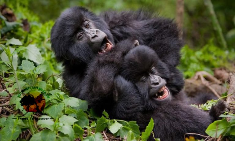 Uganda Honeymoon Safari 2026: Romantic Lodges, Private Gorilla Treks and Sunset Game Drives