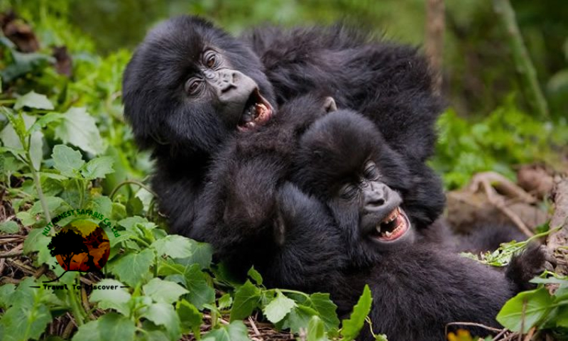 gorilla safaris in Uganda