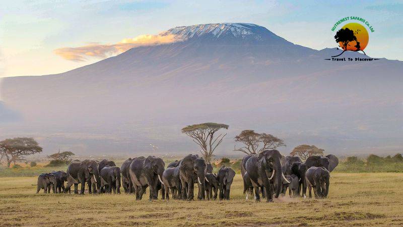 Amboseli National Park
