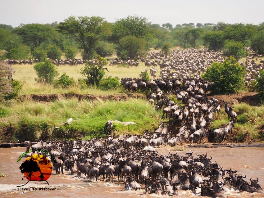 Tanzania Wildebeest Migration Safari