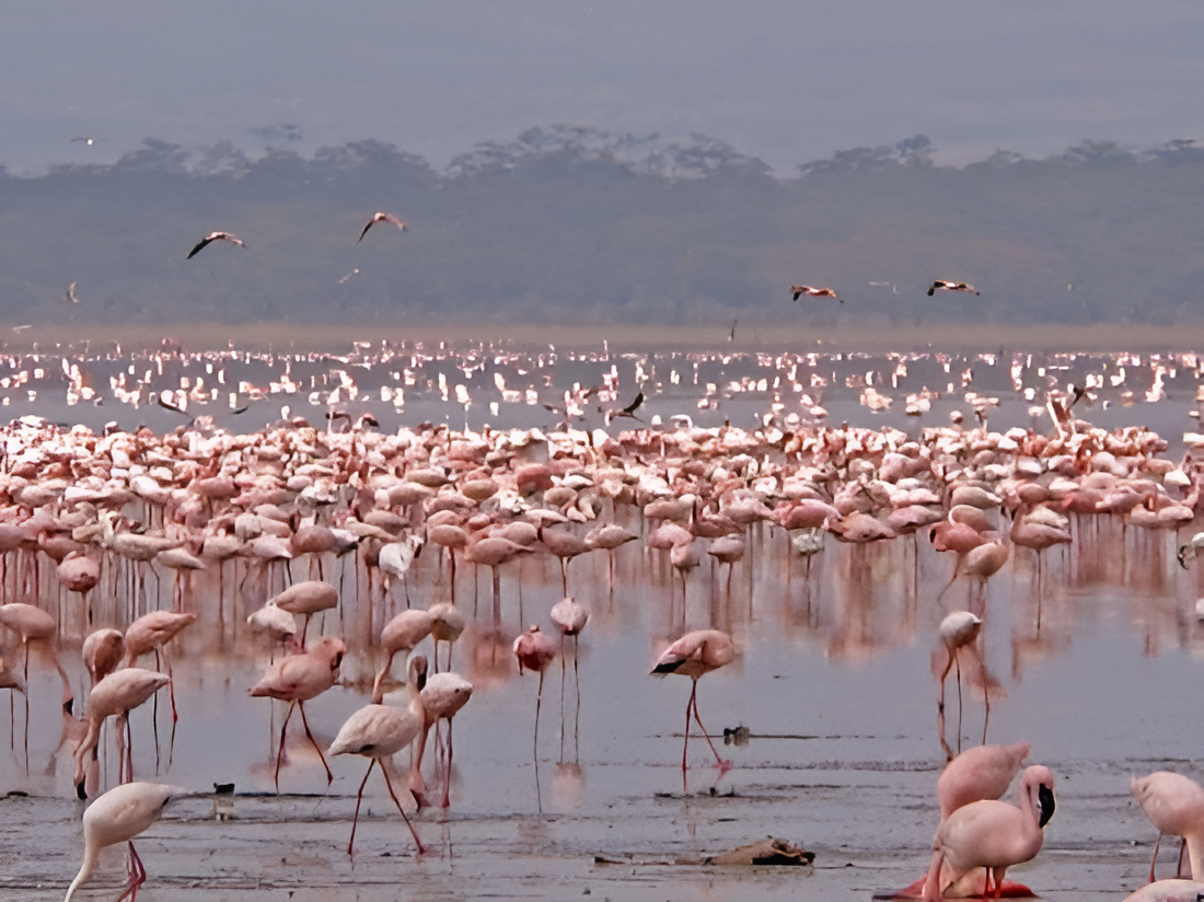 Colourful flamingos 