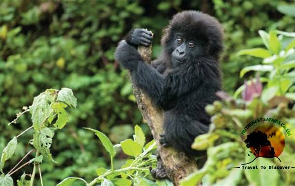 Gorilla Trekking Expertise Gorilla Trekking Expertise