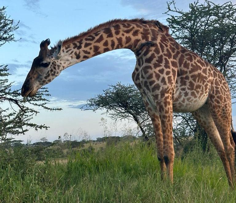 Safari Adventure