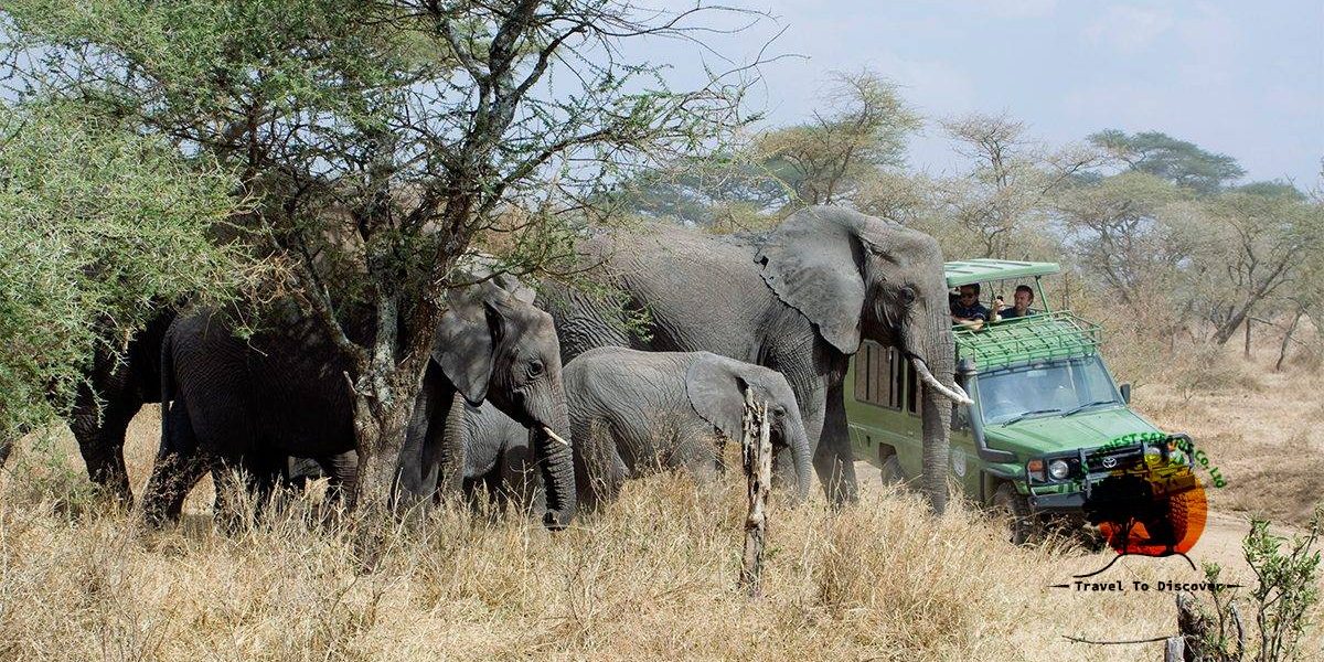 Safari Experience in Uganda Safari Experience in Uganda