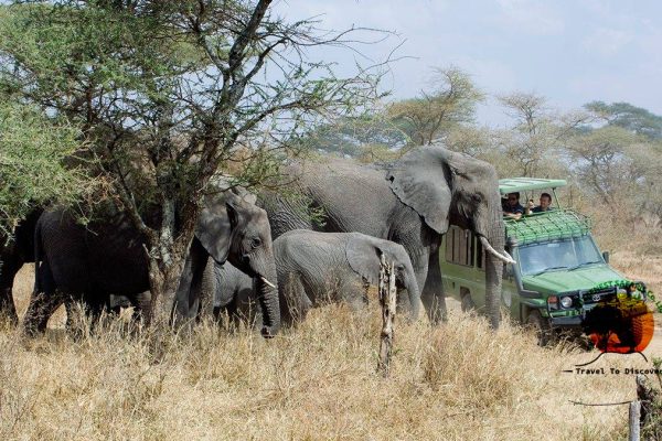 Safari Experience in Uganda