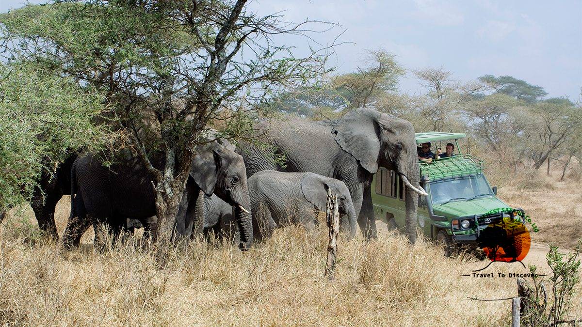 Safari Experience in Uganda Safari Experience in Uganda