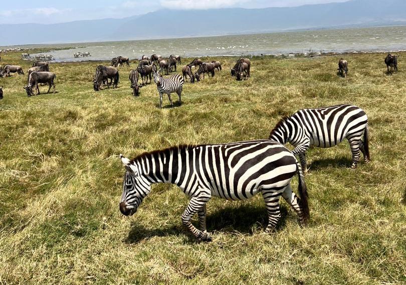 Zebras