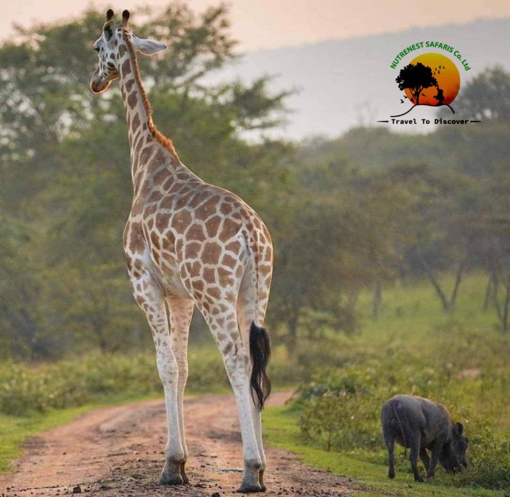 10 day Kenya safari