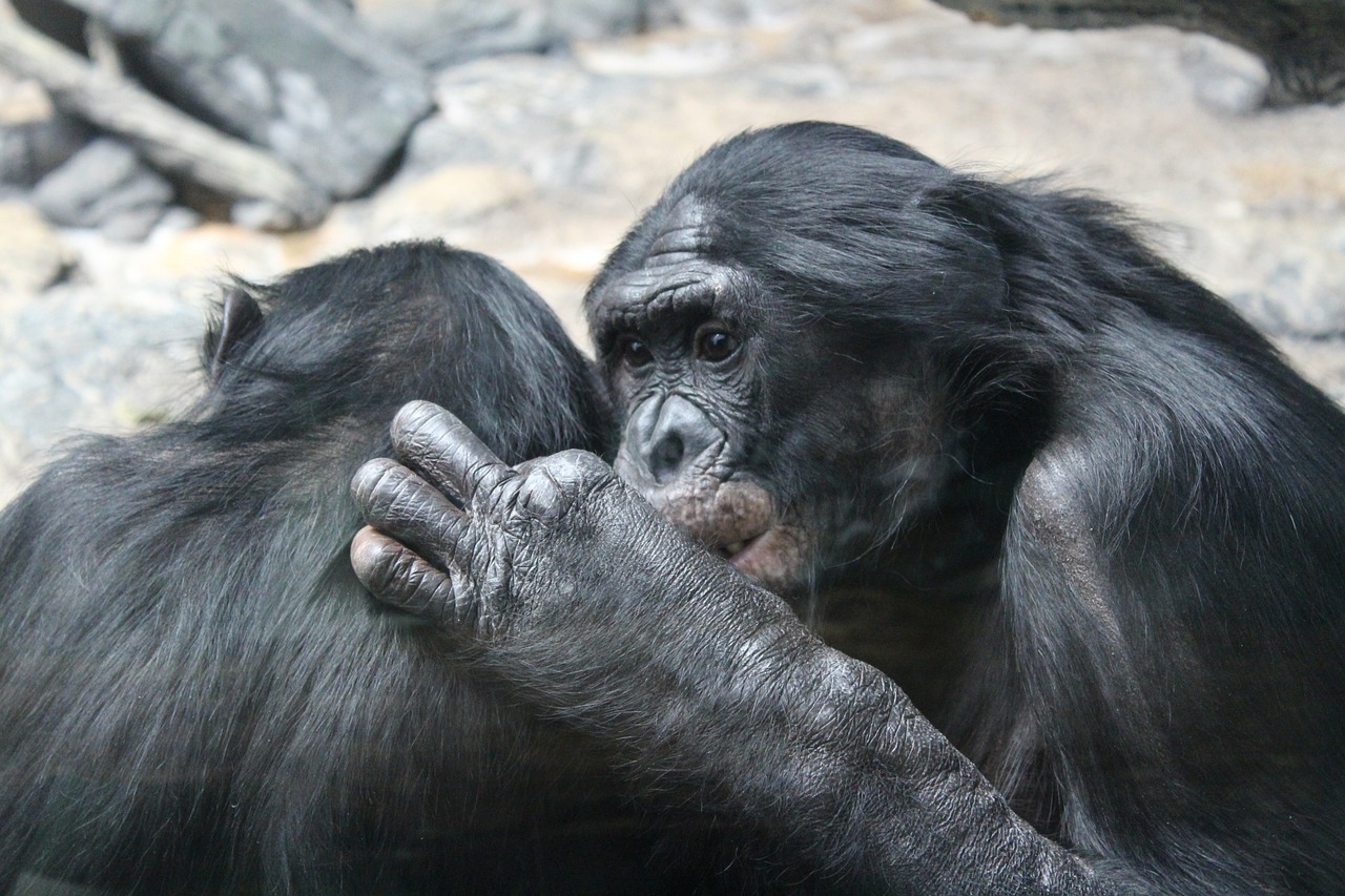 Chimp Trekking in Rwanda