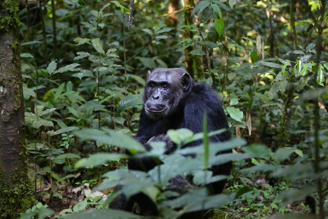 Chimp Trekking in Uganda