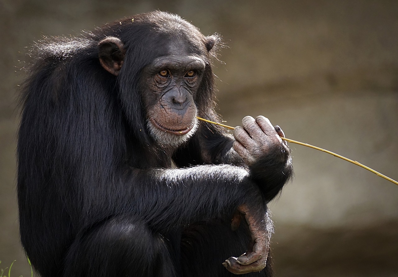 Chimpanzee Trekking