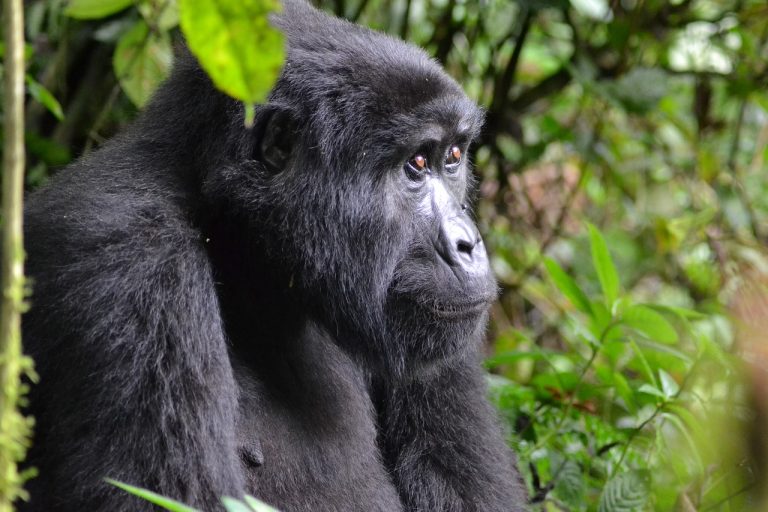 Bwindi Gorilla Sectors: Buhoma vs Rushaga vs Ruhija