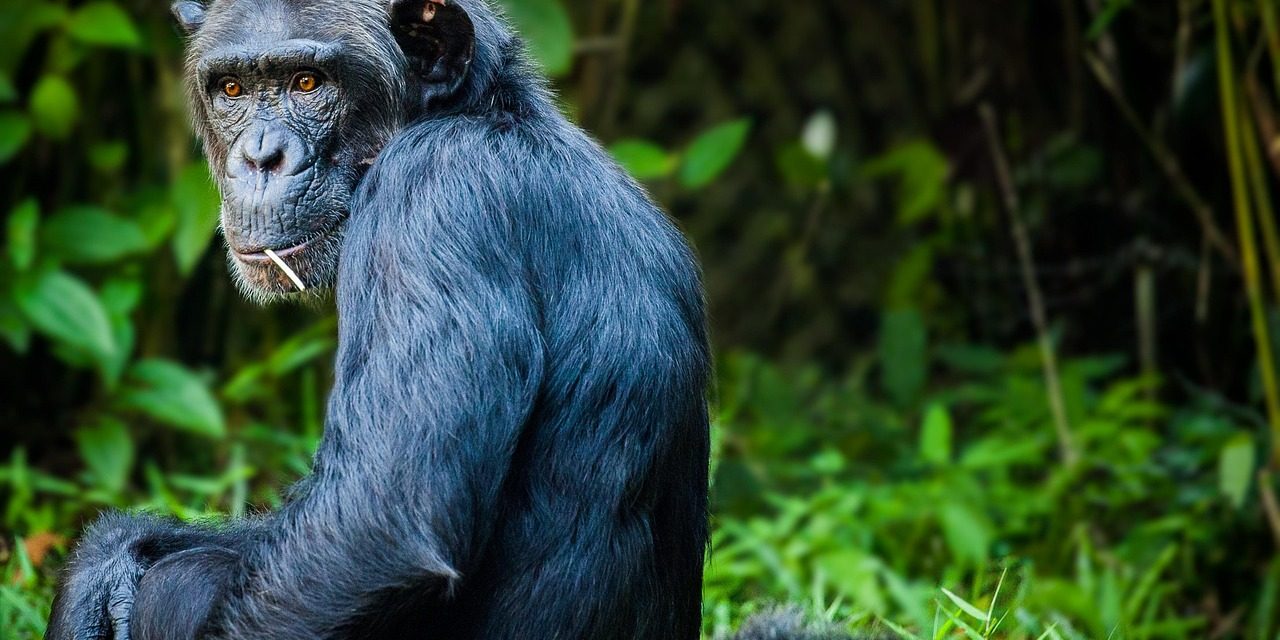 Ultimate Guide to Chimpanzee Trekking Ultimate Guide to Chimpanzee Trekking