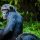 Ultimate Guide to Chimpanzee Trekking