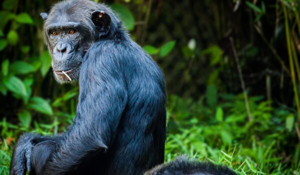 Ultimate Guide to Chimpanzee Trekking Ultimate Guide to Chimpanzee Trekking