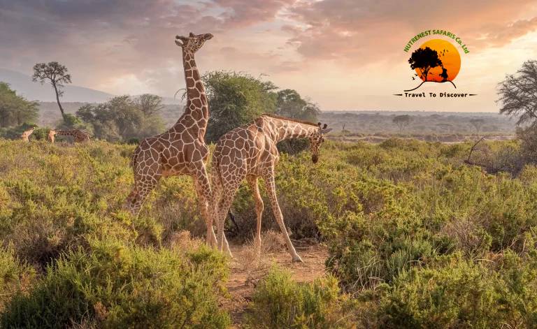 Wildlife and Wonders with Coastal Bliss
