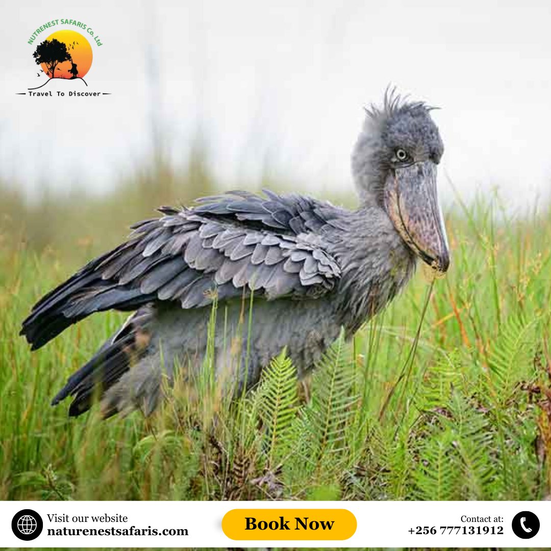 2 Days Mabamba Birding Safari