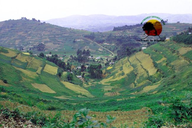 Rwenzori hiking safaris Tour Rwenzori hiking safaris Tour