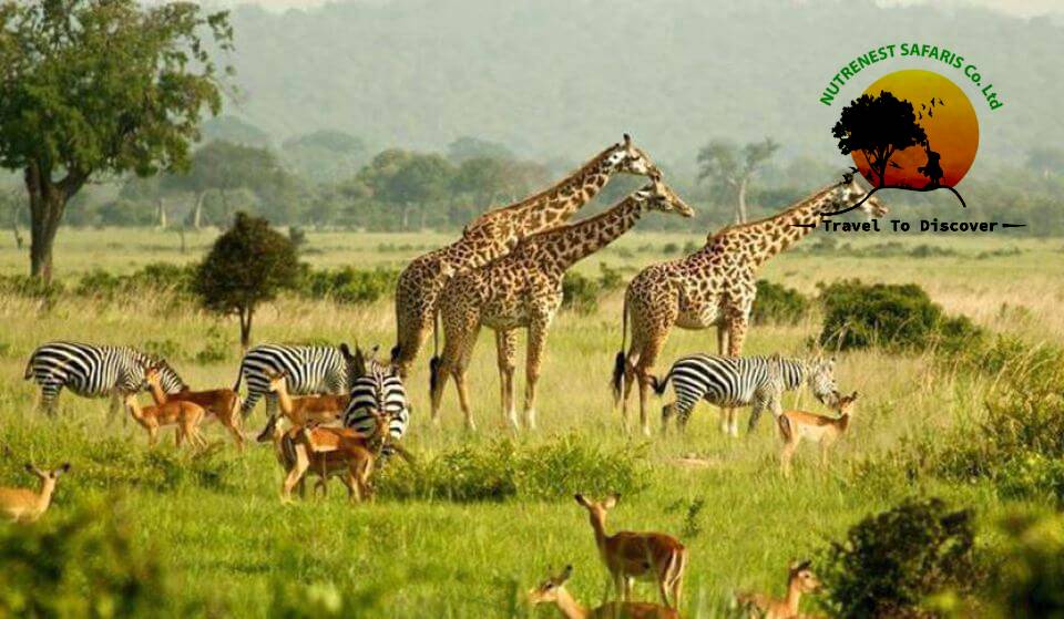 Uganda wildlife safaris