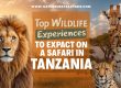 Top Wildlife Experiences