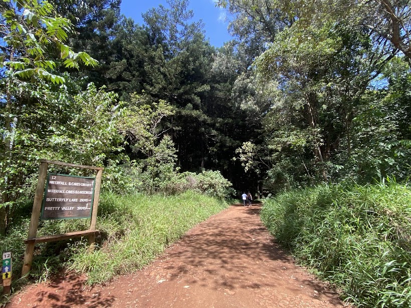 Walking Safaris in the forest within Nairobi city