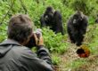 Gorilla trekking Safari