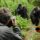 Gorilla trekking Safari