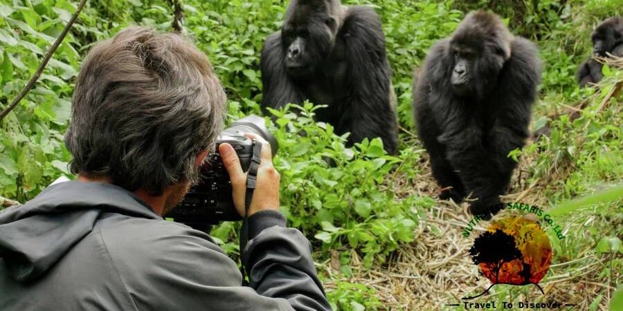 Gorilla Trekking Safari Uganda Rwanda Gorilla trekking Safari