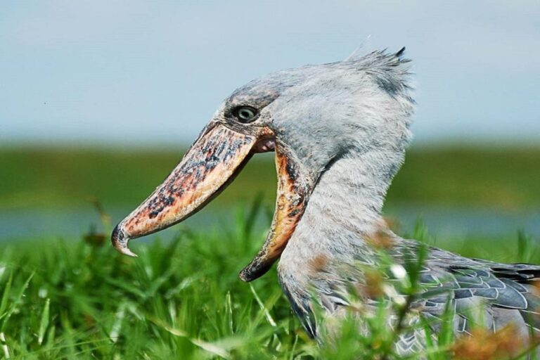 Beyond the Big Five: 7 Birds You Can’t Miss in Queen Elizabeth National Park