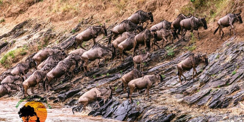 Masai Mara safaris Masai Mara safaris