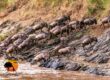 Masai Mara safaris