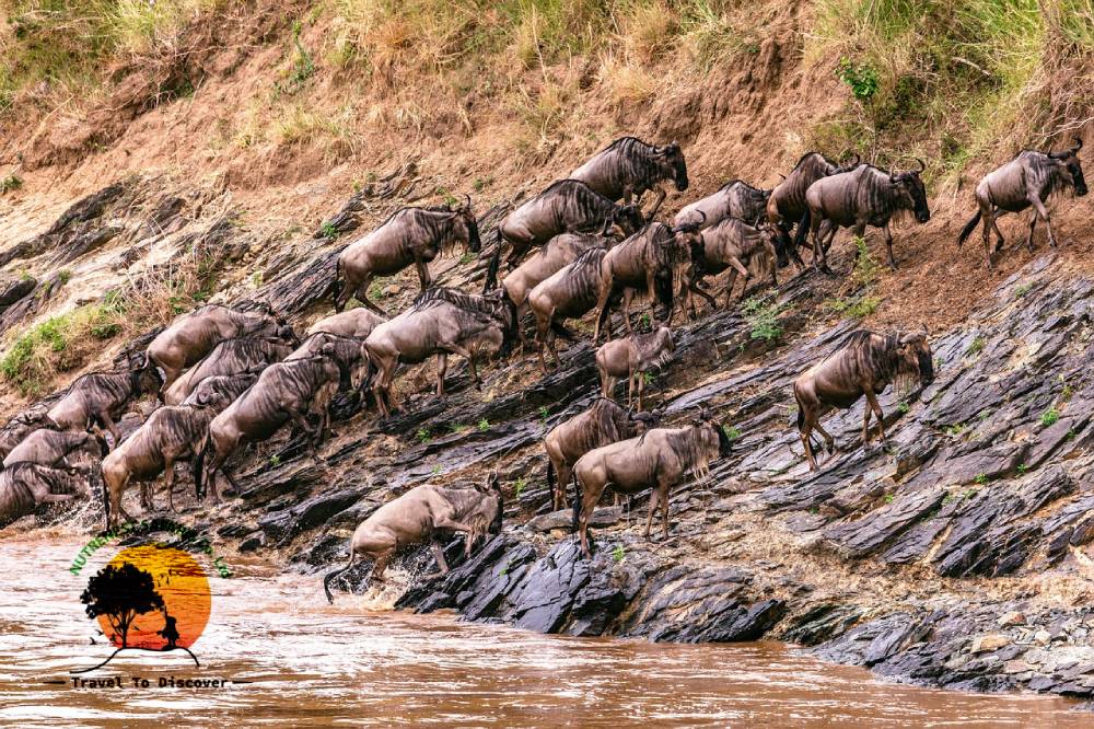 Masai Mara safaris