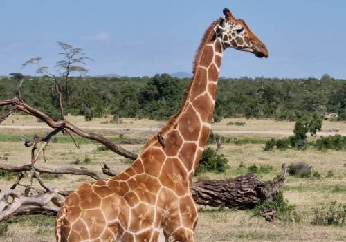 6 Days Kenya Family Wildlife Safari