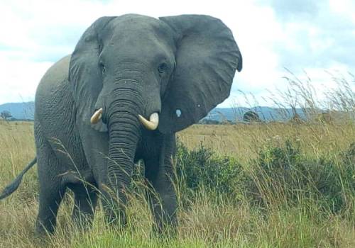 8 days wildlife safari