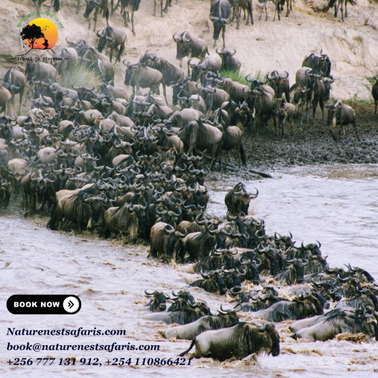 Tanzania Wildebeest Migration Safari – Best Time to Go & Tips