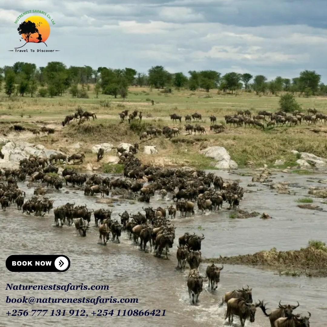 Wildebeest Migration - Serengeti Tanzania