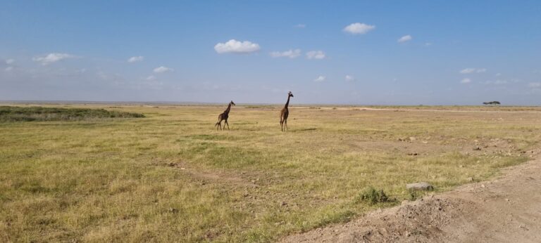 How to Combine Kilimanjaro and Safari in One Epic Trip (2026 Guide)