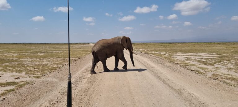 Kenya vs Tanzania Safari: An Honest Comparison Guide for 2026