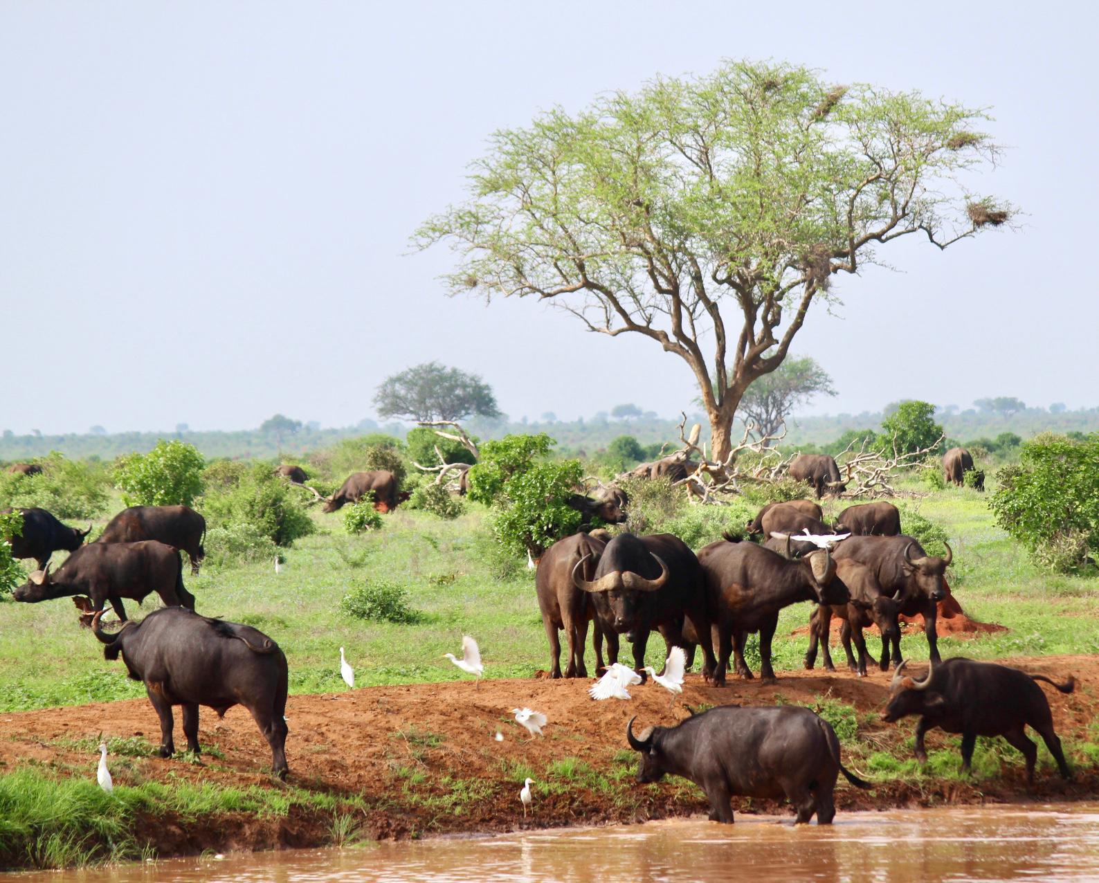 Tanzania Safaris - Serengeti Wildlife