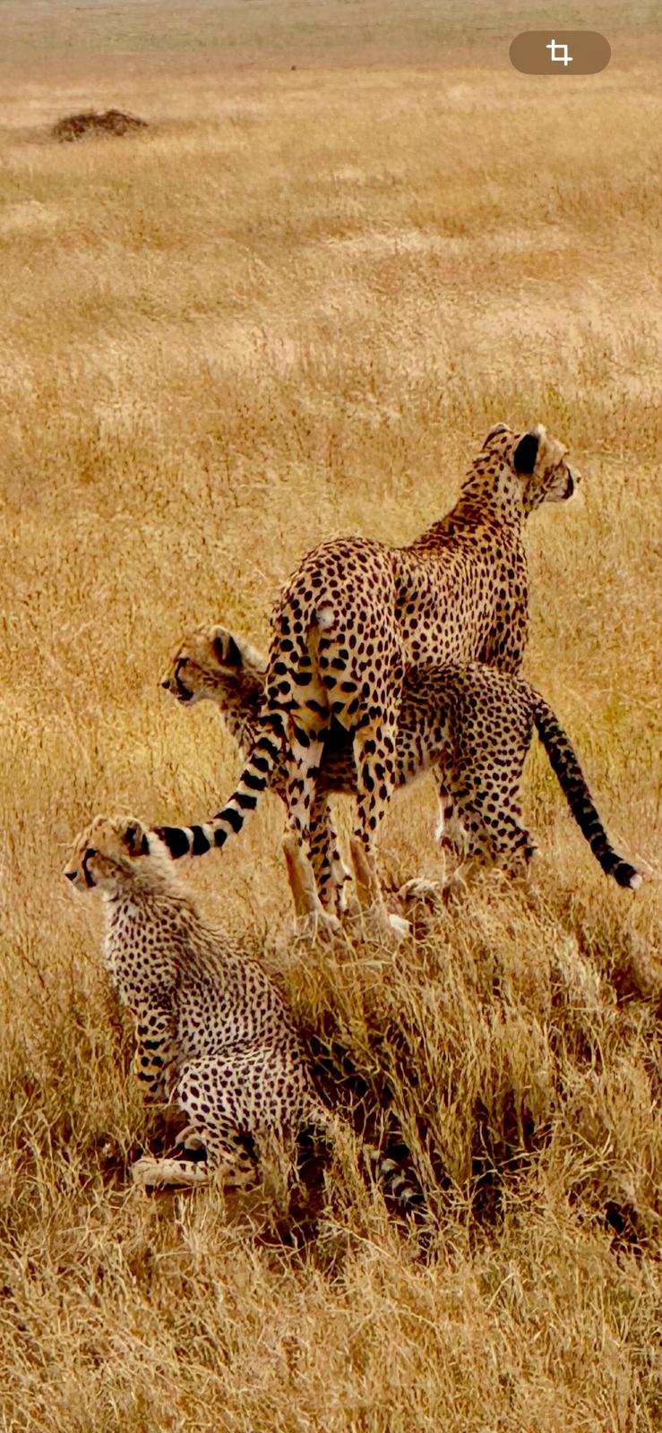 Luxury Safari in East Africa: What €5,000+ Per Person Gets You in 2026